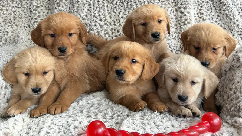 Golden Retriever Puppies: Breed Guide, Care, Training and Buying Tips